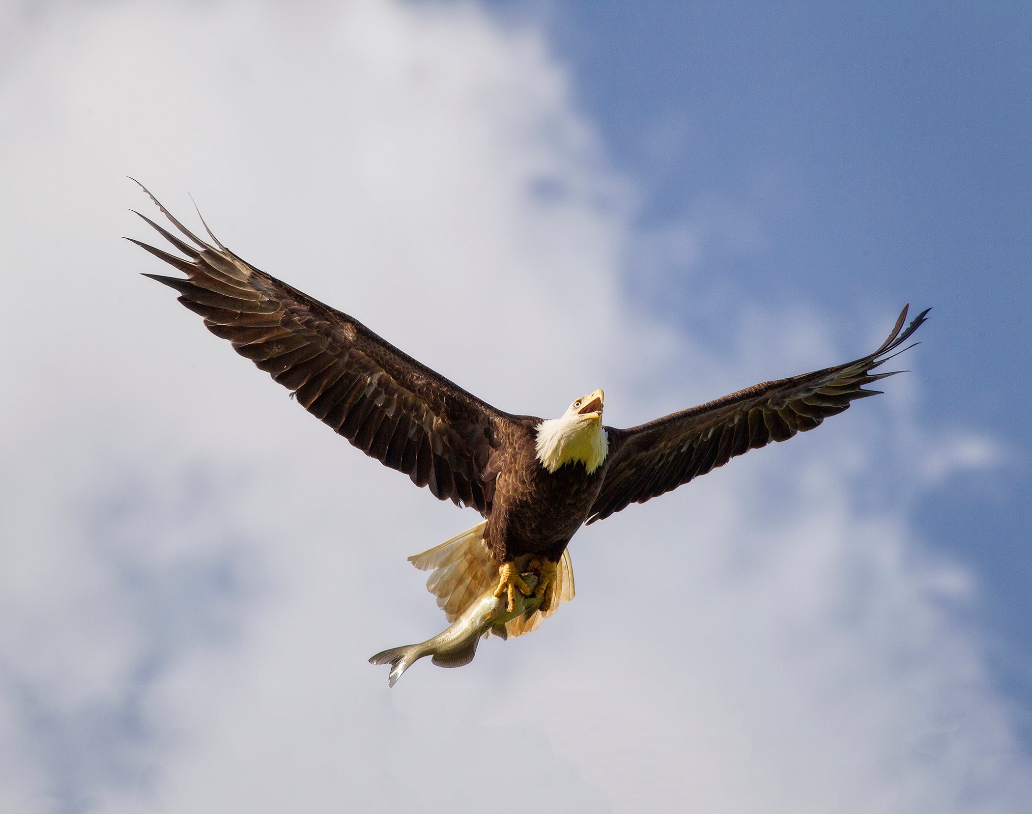 Lake Guntersville State Parks Eagle Awareness Provides Great Winter